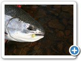 Salmon River Success