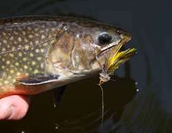 Big appetite Brook Trout