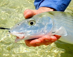 Bonefish with fly