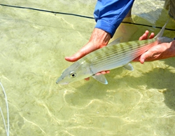 Releasing Bonefish