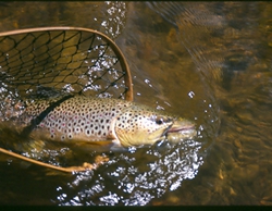 Little Laramie brown trout