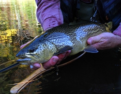 Tiger Trout