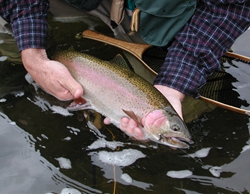 Colorado rainbow