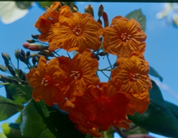 Orange blooms ? Ambergris Caye
