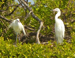 Egrets