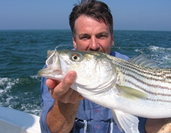 Nantucket striper
